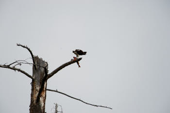 Wildlife Yellowstone<br>NIKON D4, 850 mm, 125 ISO,  1/400 sec,  f : 8 